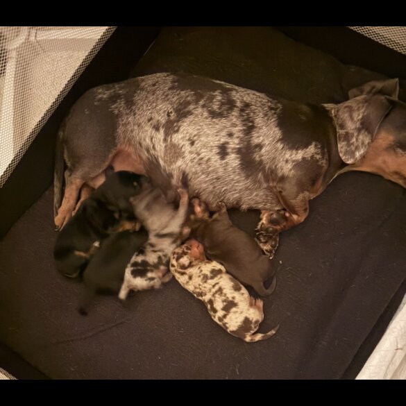 Dachshund (Standard &amp; Miniature) - Both