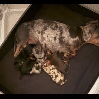 Dachshund (Standard &amp; Miniature) - Both