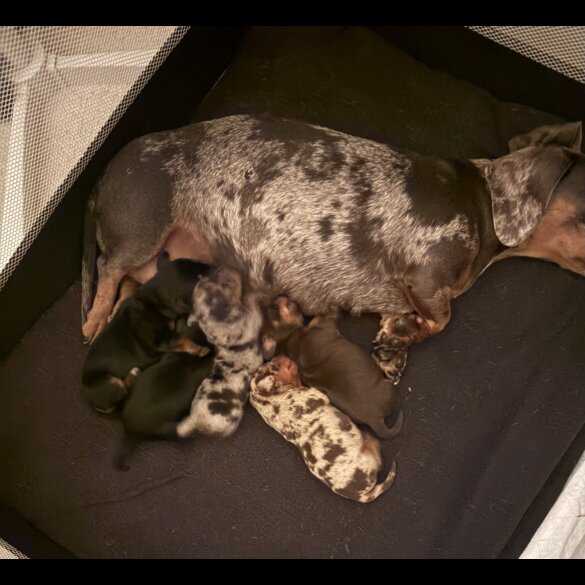 Dachshund (Standard &amp; Miniature) - Both