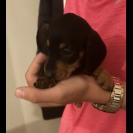 Dachshund (Standard &amp; Miniature) - Both