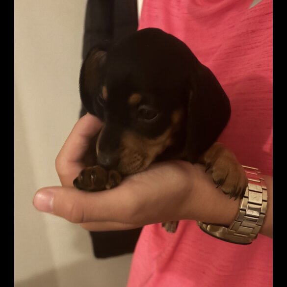 Dachshund (Standard &amp; Miniature) - Both
