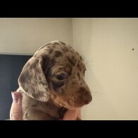 Dachshund (Standard &amp; Miniature) - Both