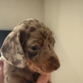 Dachshund (Standard &amp; Miniature) - Both