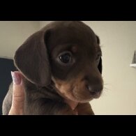 Dachshund (Standard &amp; Miniature) - Both