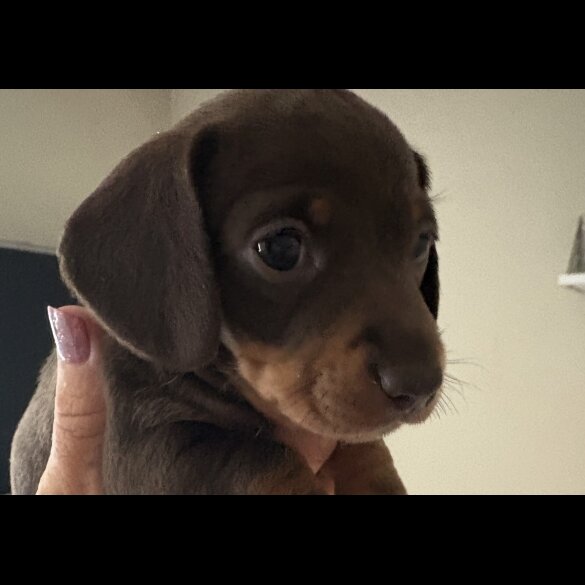 Dachshund (Standard &amp; Miniature) - Both