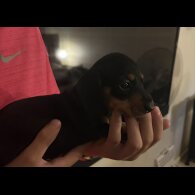 Dachshund (Standard &amp; Miniature) - Both
