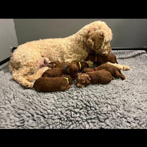 Labradoodle - Both