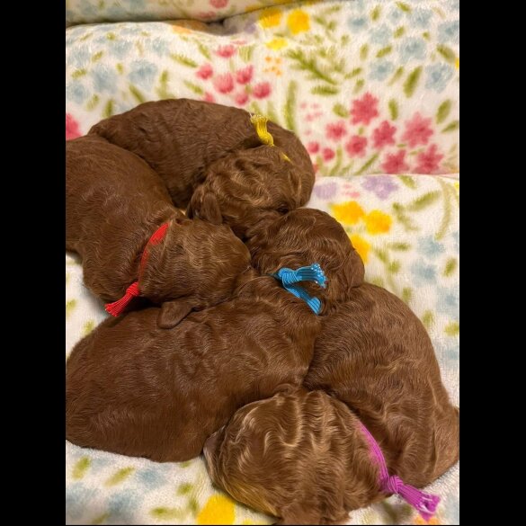 Labradoodle - Both