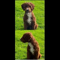 Labradoodle - Both