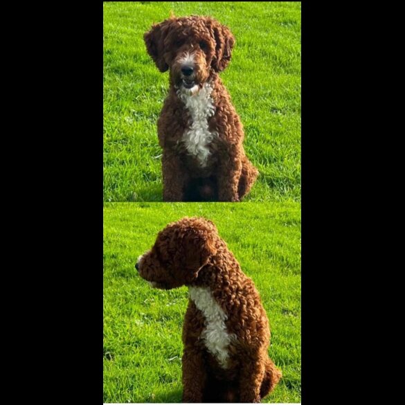 Labradoodle - Both