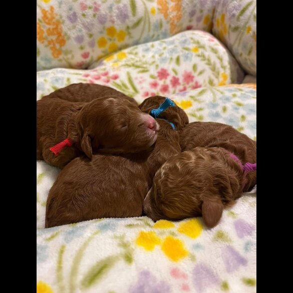 Labradoodle - Both