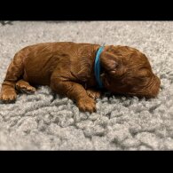 Labradoodle - Both