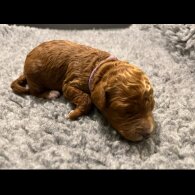 Labradoodle - Both