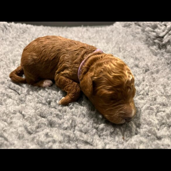 Labradoodle - Both