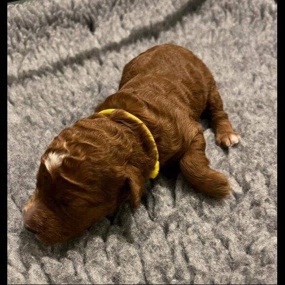 Labradoodle - Both