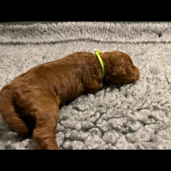 Labradoodle - Both
