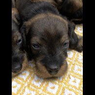 Dachshund (Standard &amp; Miniature) - Bitches