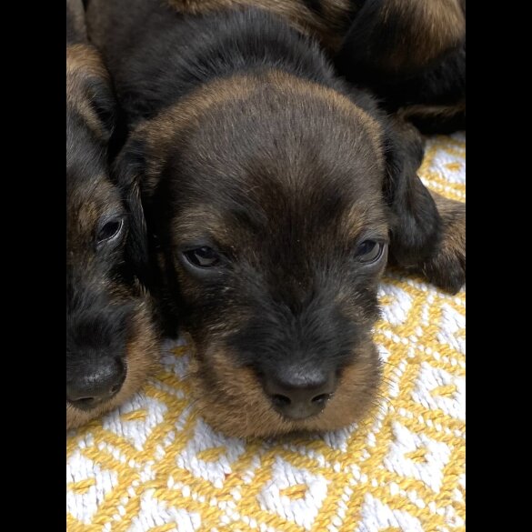 Dachshund (Standard &amp; Miniature) - Bitches