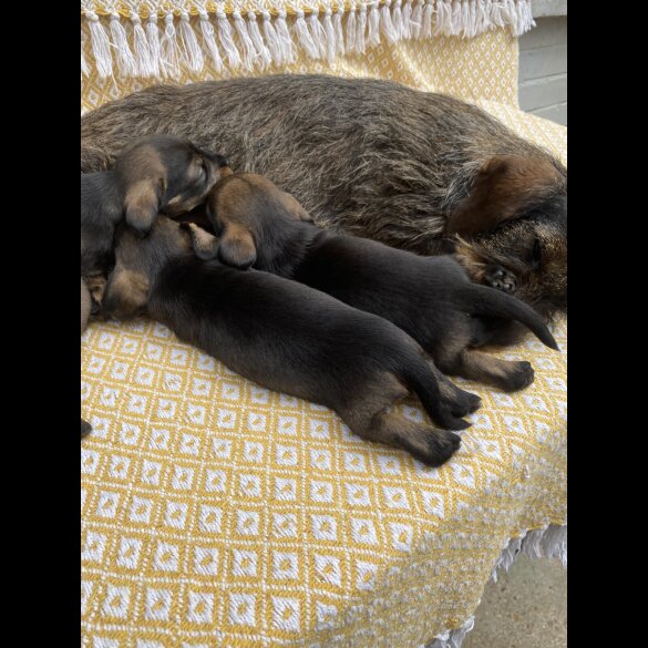 Dachshund (Standard &amp; Miniature) - Bitches