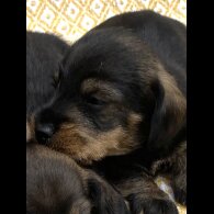 Dachshund (Standard &amp; Miniature) - Bitches
