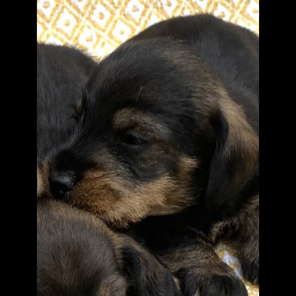 Dachshund (Standard &amp; Miniature) - Bitches