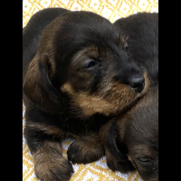 Dachshund (Standard &amp; Miniature) - Bitches