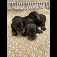 Dachshund (Standard &amp; Miniature) - Bitches