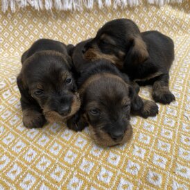 Dachshund (Standard &amp; Miniature) - Bitches
