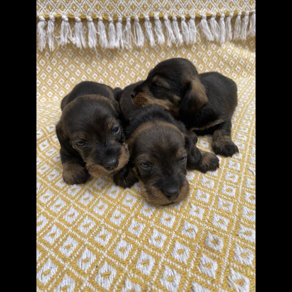 Dachshund (Standard &amp; Miniature) - Bitches