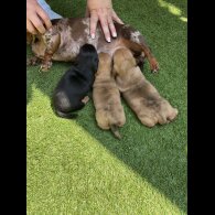 Dachshund (Standard &amp; Miniature) - Dogs