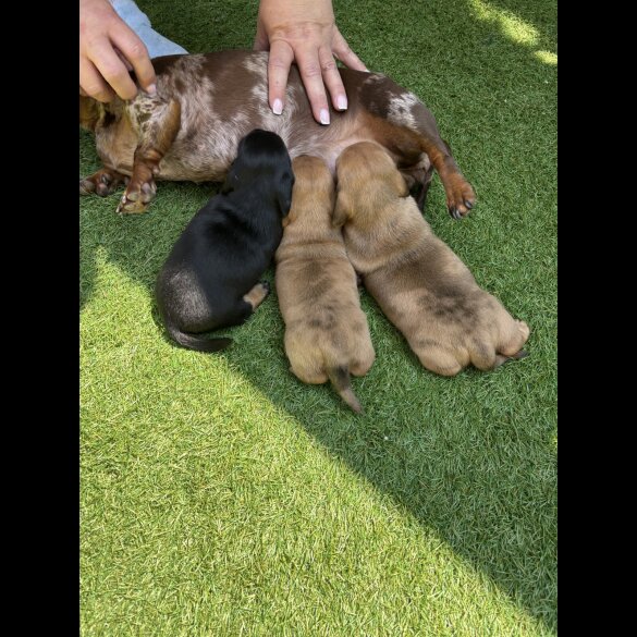 Dachshund (Standard &amp; Miniature) - Dogs