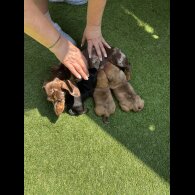Dachshund (Standard &amp; Miniature) - Dogs