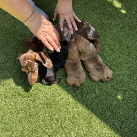 Dachshund (Standard &amp; Miniature) - Dogs