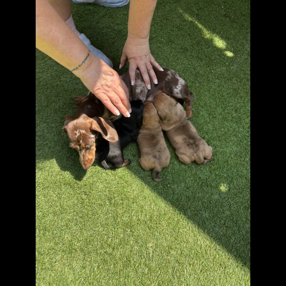 Dachshund (Standard &amp; Miniature) - Dogs