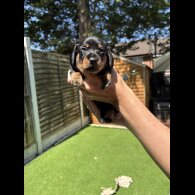 Dachshund (Standard &amp; Miniature) - Dogs