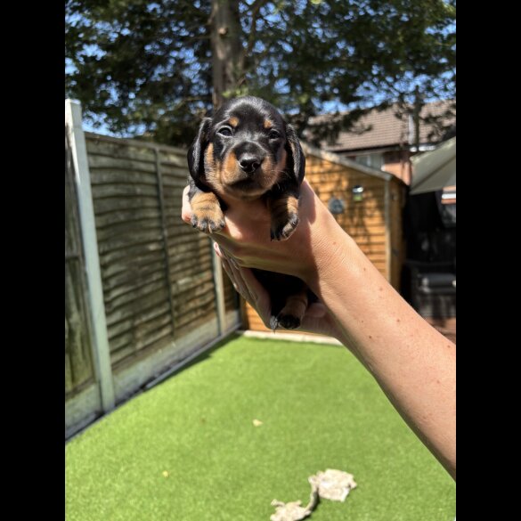 Dachshund (Standard &amp; Miniature) - Dogs