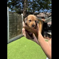 Dachshund (Standard &amp; Miniature) - Dogs