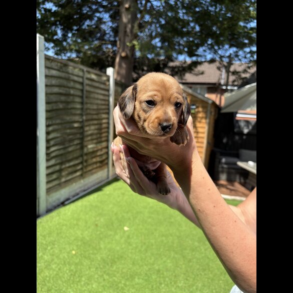 Dachshund (Standard &amp; Miniature) - Dogs