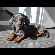 Dachshund (Standard &amp; Miniature) - Bitches