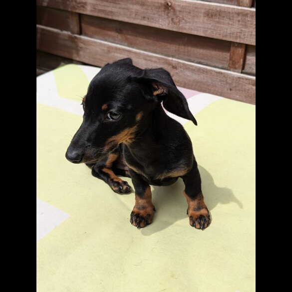 Dachshund (Standard &amp; Miniature) - Bitches