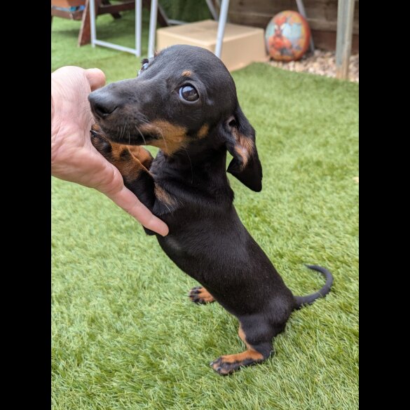 Dachshund (Standard &amp; Miniature) - Bitches