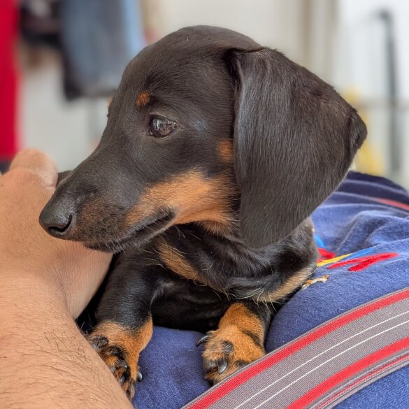 Dachshund (Standard &amp; Miniature) - Bitches