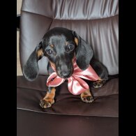 Dachshund (Standard &amp; Miniature) - Bitches