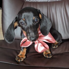 Dachshund (Standard &amp; Miniature) - Bitches