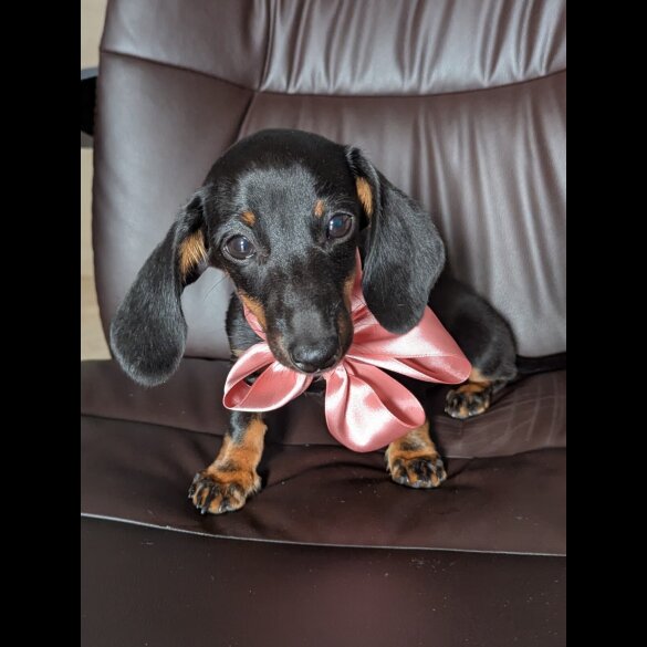 Dachshund (Standard &amp; Miniature) - Bitches