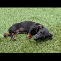 Dachshund (Standard &amp; Miniature) - Bitches