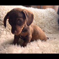 Dachshund (Standard &amp; Miniature) - Both