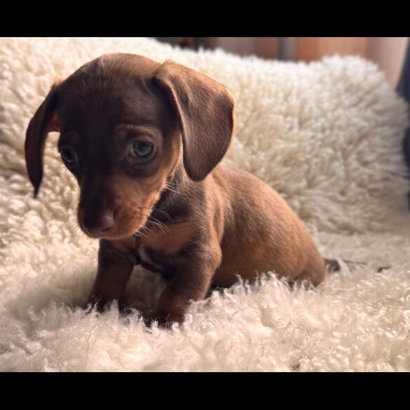 Dachshund (Standard &amp; Miniature) - Both