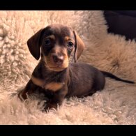 Dachshund (Standard &amp; Miniature) - Both