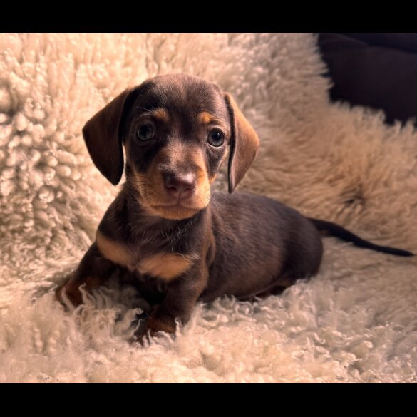 Dachshund (Standard &amp; Miniature) - Both